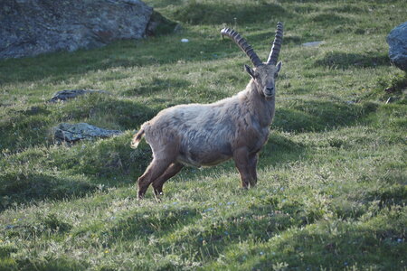 2020-06-21-26-grand-paradis, refuge-vittorio-sella-alpinisme-alpes-aventure-guillaume-2020-06-21-33