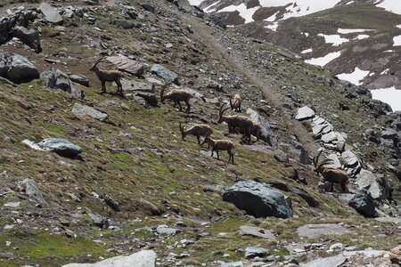 2020-06-21-26-grand-paradis, ascension-punta-rossa-alpinisme-alpes-aventure-guillaume-2020-06-22-38