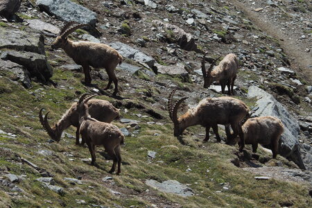 2020-06-21-26-grand-paradis, ascension-punta-rossa-alpinisme-alpes-aventure-guillaume-2020-06-22-39