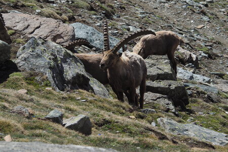 2020-06-21-26-grand-paradis, ascension-punta-rossa-alpinisme-alpes-aventure-guillaume-2020-06-22-40