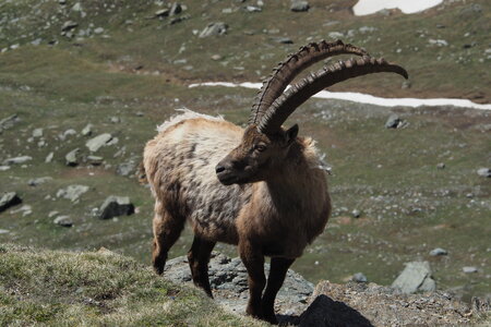 2020-06-21-26-grand-paradis, ascension-punta-rossa-alpinisme-alpes-aventure-guillaume-2020-06-22-42