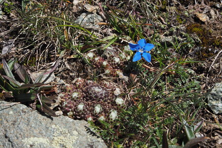 2020-06-21-26-grand-paradis, ascension-punta-rossa-alpinisme-alpes-aventure-guillaume-2020-06-22-43