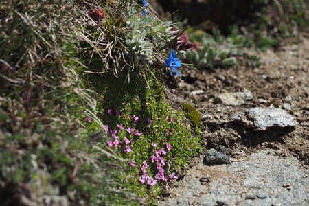 2020-06-21-26-grand-paradis, ascension-punta-rossa-alpinisme-alpes-aventure-guillaume-2020-06-22-45