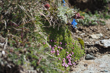2020-06-21-26-grand-paradis, ascension-punta-rossa-alpinisme-alpes-aventure-guillaume-2020-06-22-46