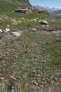 2020-06-21-26-grand-paradis, ascension-gran-serra-alpinisme-alpes-aventure-guillaume-2020-06-23-50