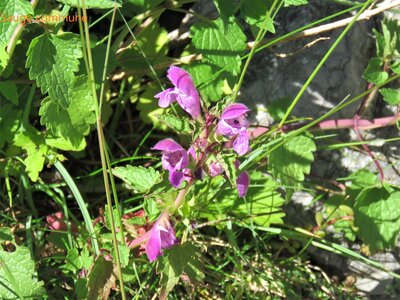 Boucle Réallon, IMG_6335
