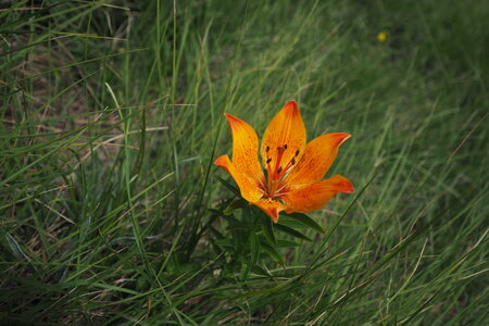 2020-06-29-07-03-meije, ascension-meije-orientale--alpinisme-alpes-aventure-2020-07-03-50