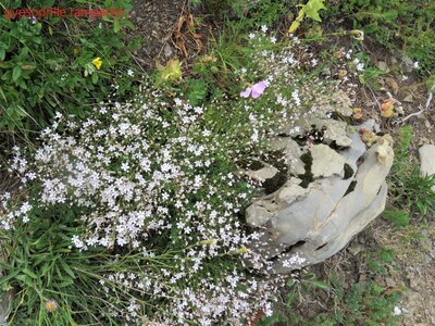 PIOLIT, IMG_6505