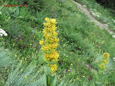 PIOLIT, IMG_6506