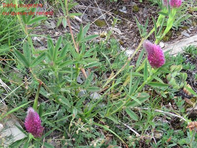 PIOLIT, IMG_6507