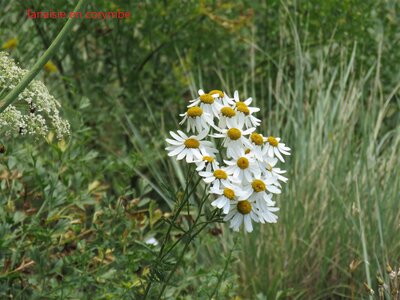 PIOLIT, IMG_6514