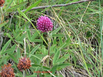 PIOLIT, IMG_6515