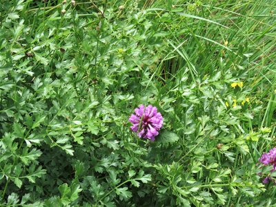 PIOLIT, IMG_6520