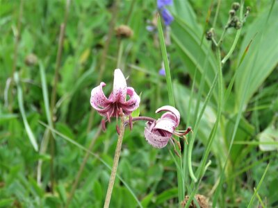 PIOLIT, IMG_6532
