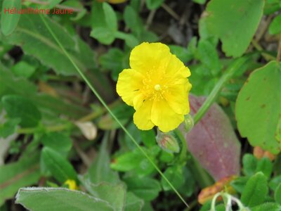 PIOLIT, IMG_6534
