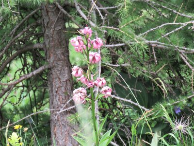 PIOLIT, IMG_6537