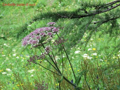 PIOLIT, IMG_6547