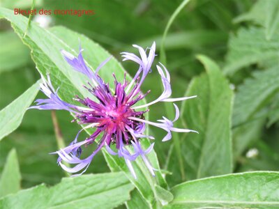 PIOLIT, IMG_6549