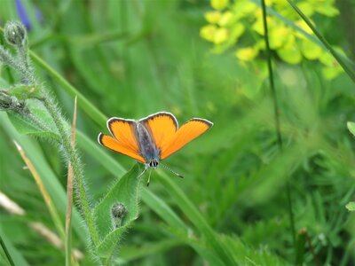 PIOLIT, IMG_6550