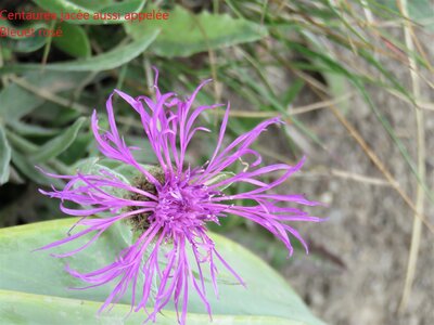 PIOLIT, IMG_6553