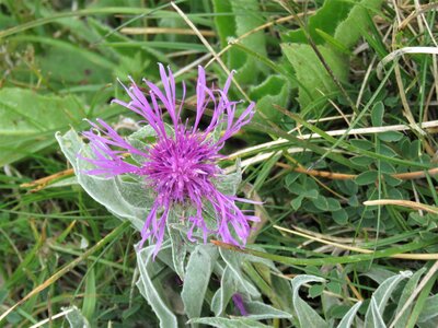 PIOLIT, IMG_6554