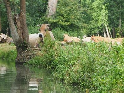 ROCHEFORT MARAIS POITEVIN PARC ORIENTAL MAULEVRIER JUILLET 2020, 0068