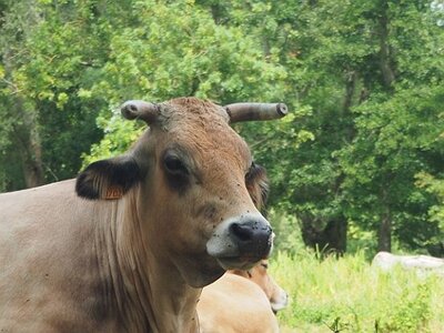 ROCHEFORT MARAIS POITEVIN PARC ORIENTAL MAULEVRIER JUILLET 2020, 0069