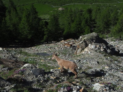 2020-07-06-11-mont-blanc, 2020-07-09-alpes-aventure-refuge-gonella-francois-030