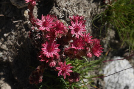2020-07-27-08-02-grand-paradis, 2020-07-31-alpes-aventure-refuge-chabod-09