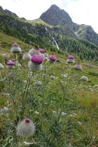 Montagne été 2020, DSC01429