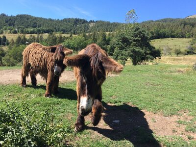 Les Fareaux-Laye, IMG_7153