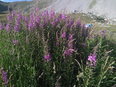 Tour de la Dent du Ratier Queyras Août 2020, 2020-08-08_19h30m32s