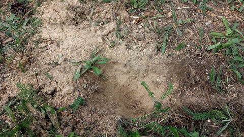 Lavernois vivrier 01 : mes premiers bacs potagers, J’ai enfin fouillé mon sol : de l’arène, acide et pauvre. En gros, c’est du granite décomposé en sable par l’eau de pluie avec le temps… Il faut y aller à la pioche.