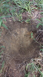 Lavernois vivrier 01 : mes premiers bacs potagers, Il y a bien 5cm de terre avant d’atteindre l’arène. Pas de quoi planter en l’état.