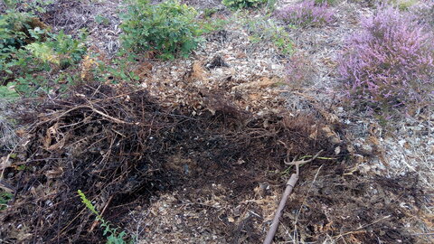 Lavernois vivrier 01 : mes premiers bacs potagers, En soulevant un peu, on se rapproche de l’or brun…