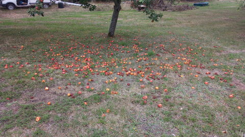Lavernois vivrier 01 : mes premiers bacs potagers, Autre pommier. La quantité de fruits m’impressionne beaucoup. Matelas rouge, plein de frelons et de guêpes…