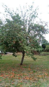 Lavernois vivrier 01 : mes premiers bacs potagers, Et il en reste pas mal attaché à l’arbre ! Elles étaient encore trop acides la dernière fois que j’ai goûté, il y a quelques jours de ça…