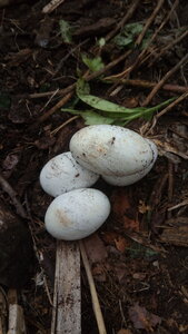 Lavernois vivrier 01 : mes premiers bacs potagers, En fouillant le compost de branches, je suis tombé sur cette chose… Un champignon ? genre vesse de loup ?