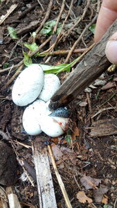 Lavernois vivrier 01 : mes premiers bacs potagers, En fouillant un peu plus, j’obtiens confirmation : ce sont des œufs de serpent ! Certainement de couleuvres… D’ailleurs, j’ai dérangé un parent quelques jours plus tard, à quelques mètres de là, toujours en fouillant la terre. J’ai remis les 4 œufs en terre…