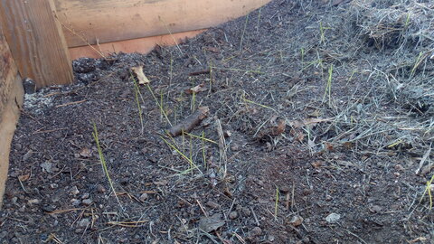 Lavernois vivrier 01 : mes premiers bacs potagers, Voilà que je constate que de l’herbe pousse dans mon bac… Je ne sais dire si c’est une bonne ou une mauvaise chose…