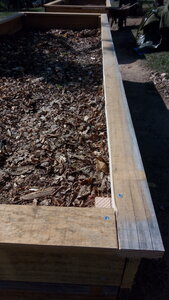 Lavernois vivrier 01 : mes premiers bacs potagers, P_20200918_132051