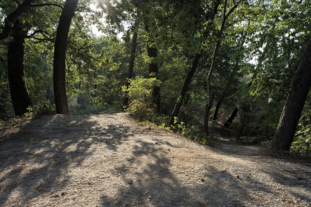 Fabien Magigue 2020, Forêt du Bourgailh, Pessac