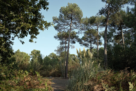 Fabien Magigue 2020, Forêt du Bourgailh, Pessac