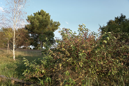Fabien Magigue 2020, Parc de Cap de Bos, Pessac
