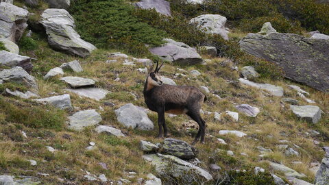 Mercantour 8-10/09, P1033333