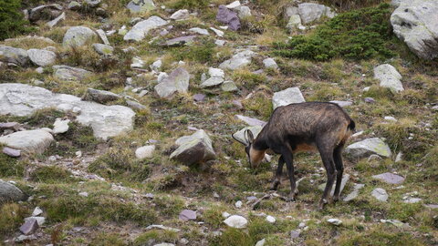 Mercantour 8-10/09, P1033335