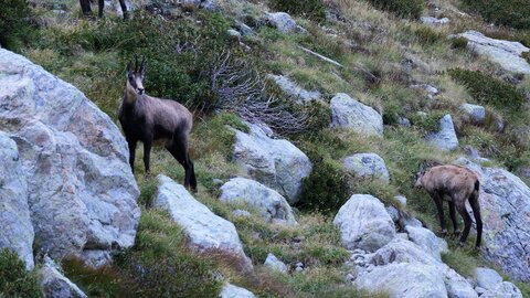 Mercantour 8-10/09, P1033370bis