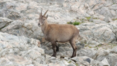 Mercantour 8-10/09, P1033424