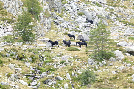 Mercantour, P1280017