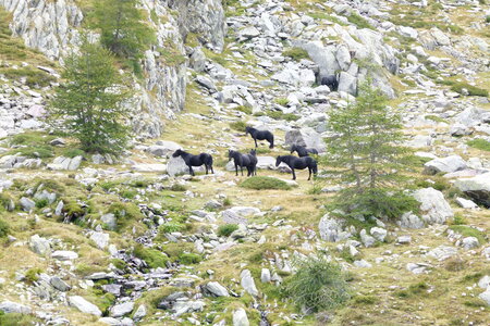 Mercantour, P1280018